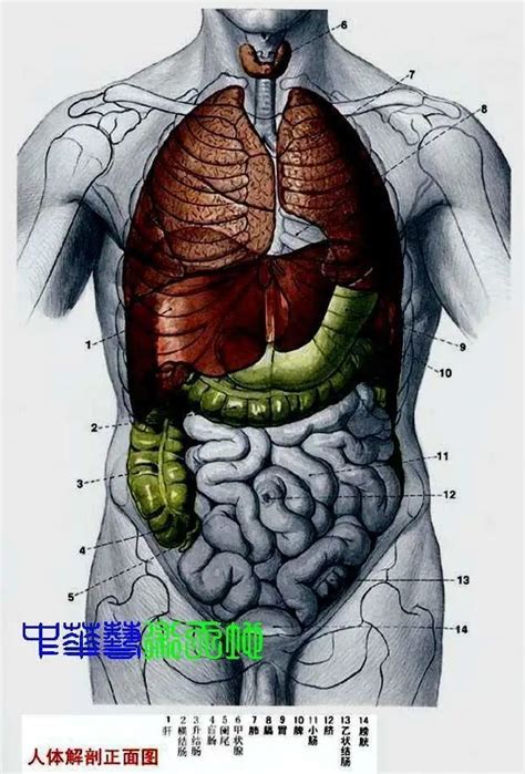 身体部位|人体内脏位置分布示意图